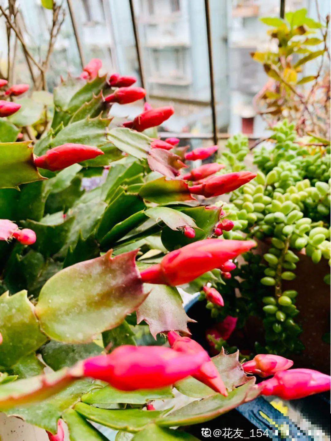 冒出来的花苞全剪了,气的人肝疼,1个月后竟然爆开花! 冒出来的花苞全剪了,气的人肝疼,1个月后竟然爆开花!