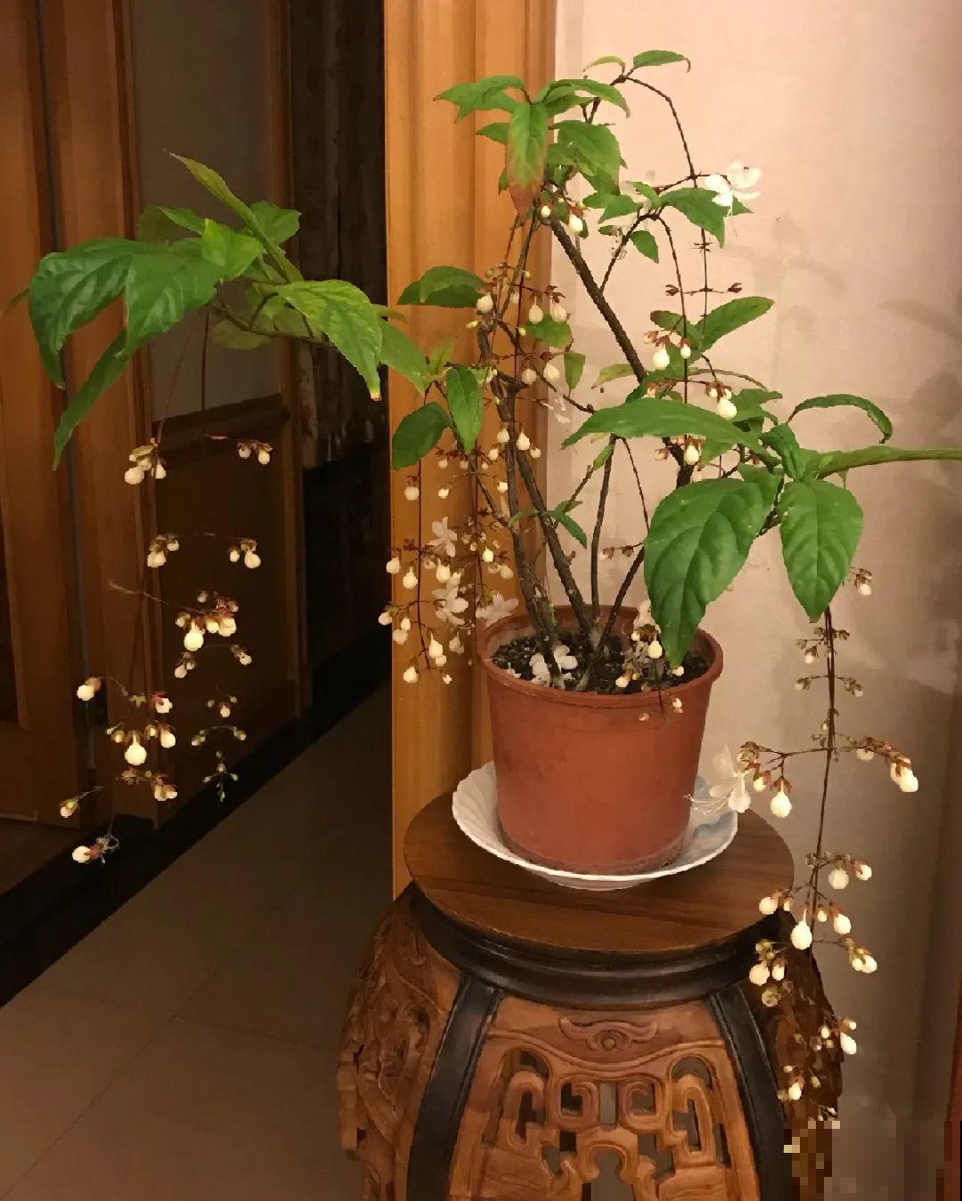 养花就养这几种，小众又独特，好看着呢！