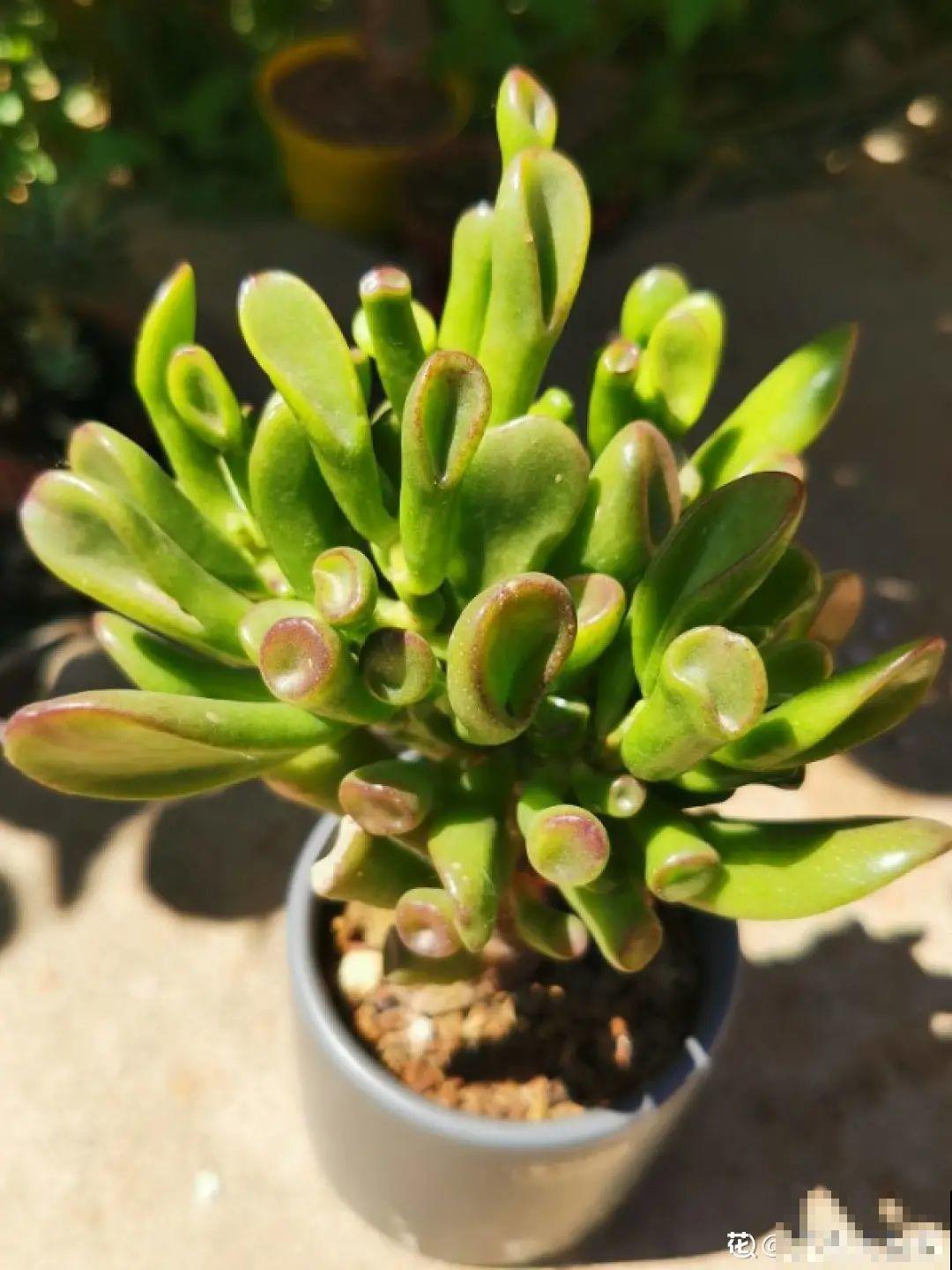 越晒越美的花，扔太阳底下晒着，红红的特好看！