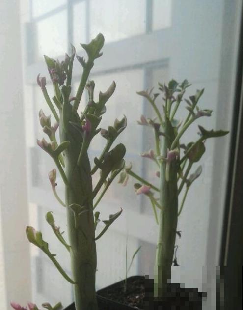 秋天养棵七宝树，长得像黄瓜，冬天开出小黄花！