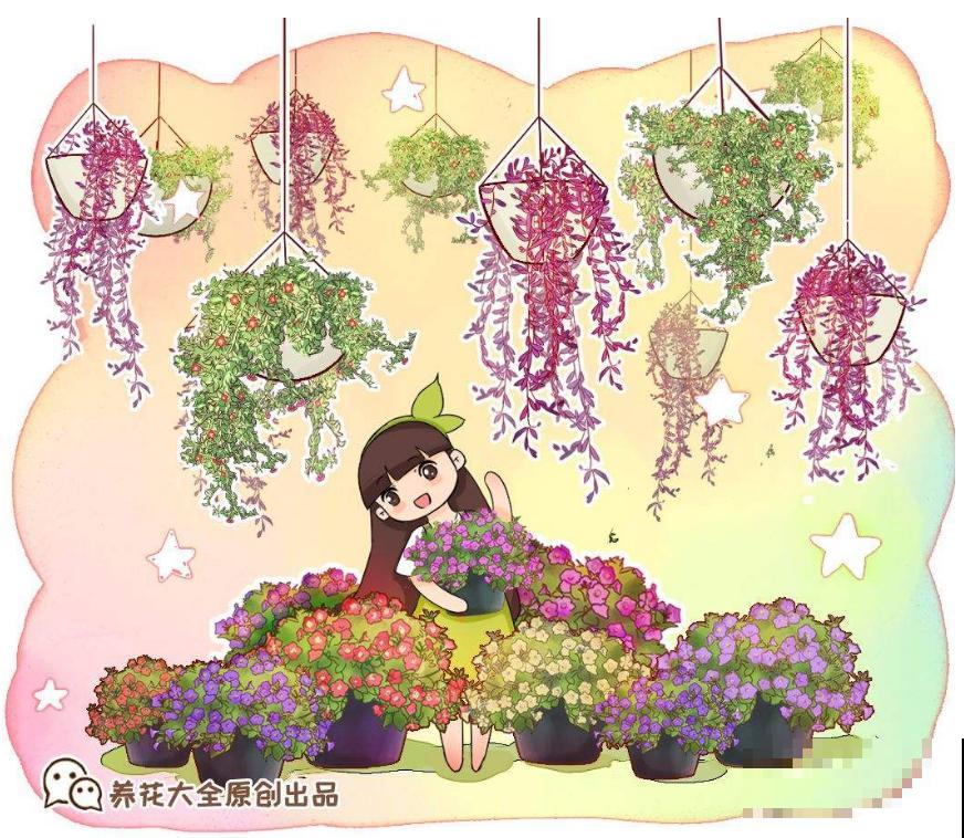 吊兰、绿萝养腻了，养盆牡丹吊兰，叶绿花红花期长！