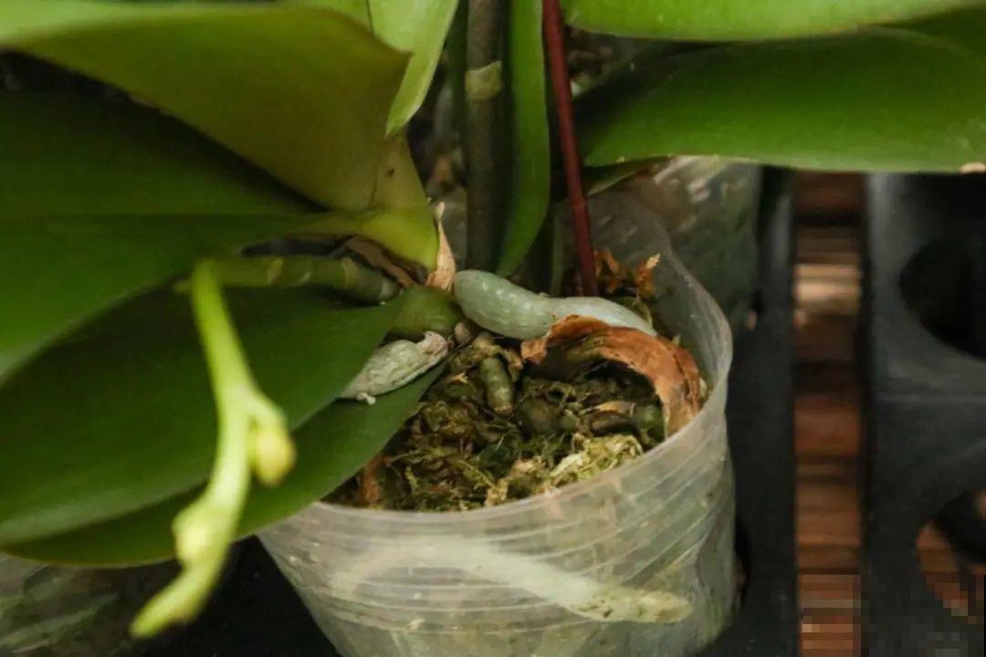 蓝色蝴蝶兰头一回见,一买就上当,养不活真生气! 蓝色蝴蝶兰头一回见,一买就上当,养不活真生气!