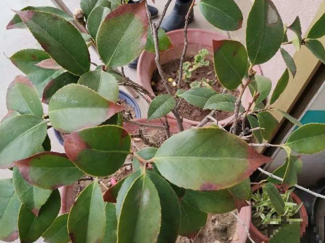 秋天特难养的花，养不活难受，还惹一肚子气！