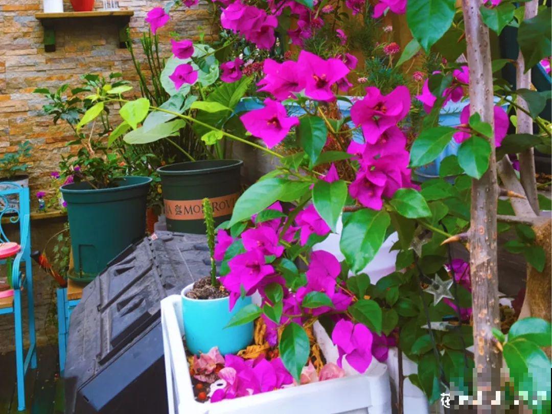 6种花开花时间超长，花朵又大又好看，养花必备