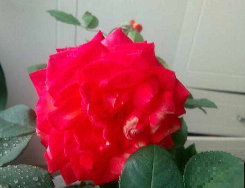 月季花“彩云”特好看,红得像火,开花多,花期长! 月季花“彩云”特好看,红得像火,开花多,花期长!