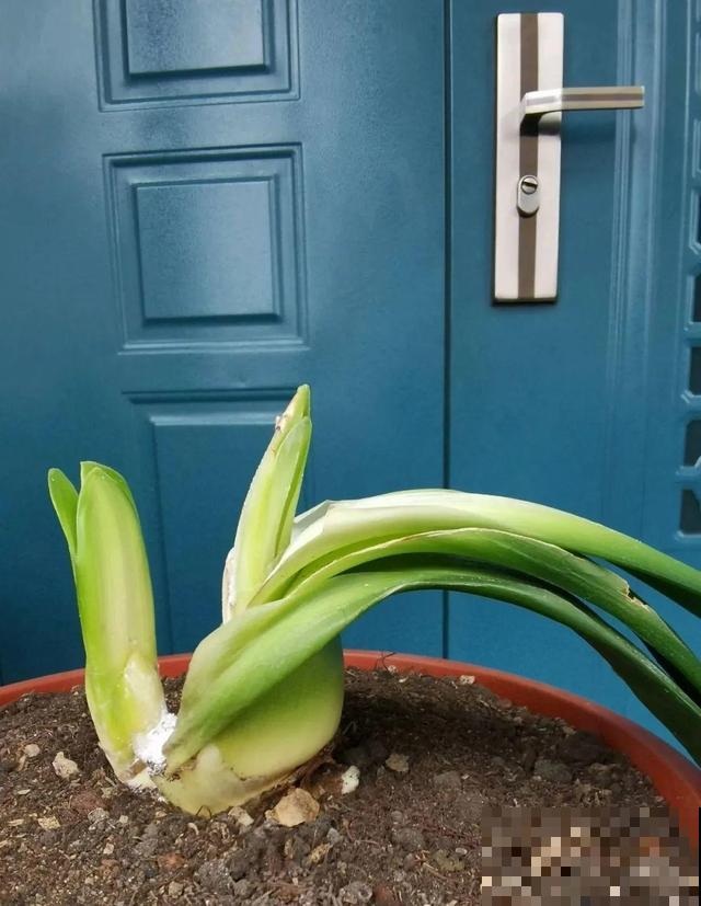 这花最娇气，叶子一喷水，立马就烂了！