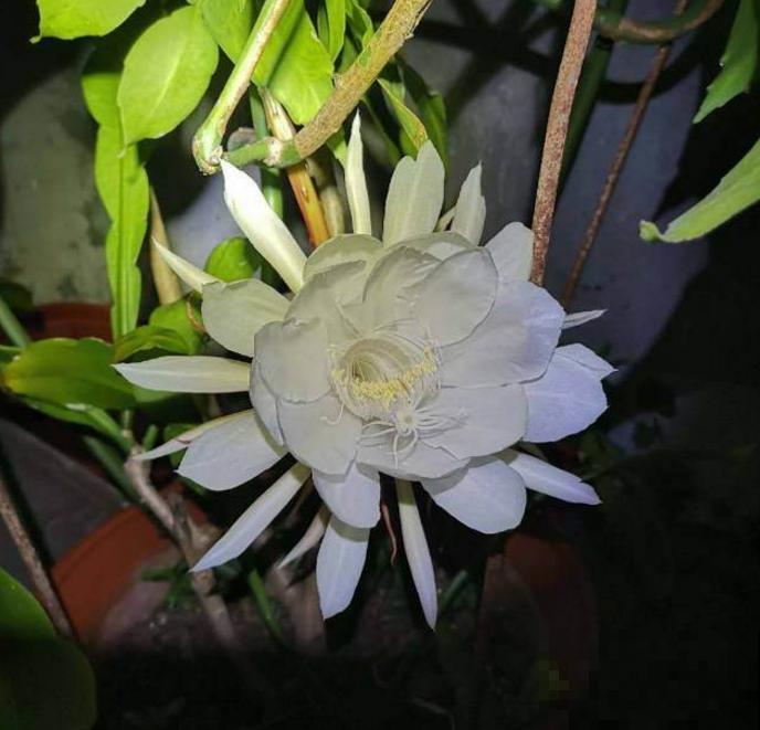 昙花花美,花期只有一瞬,快去搬小板凳坐好! 昙花花美,花期只有一瞬,快去搬小板凳坐好!