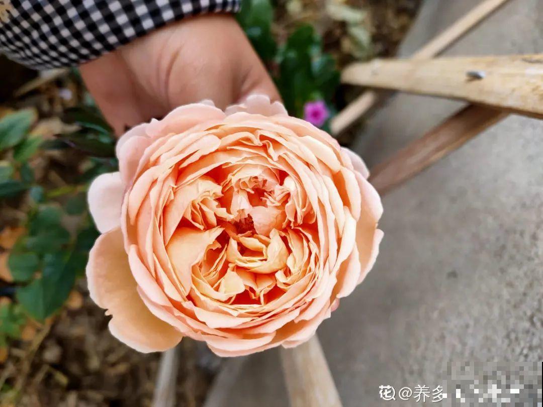 老祖宗留下来的养花谚语,真准! 老祖宗留下来的养花谚语,真准!