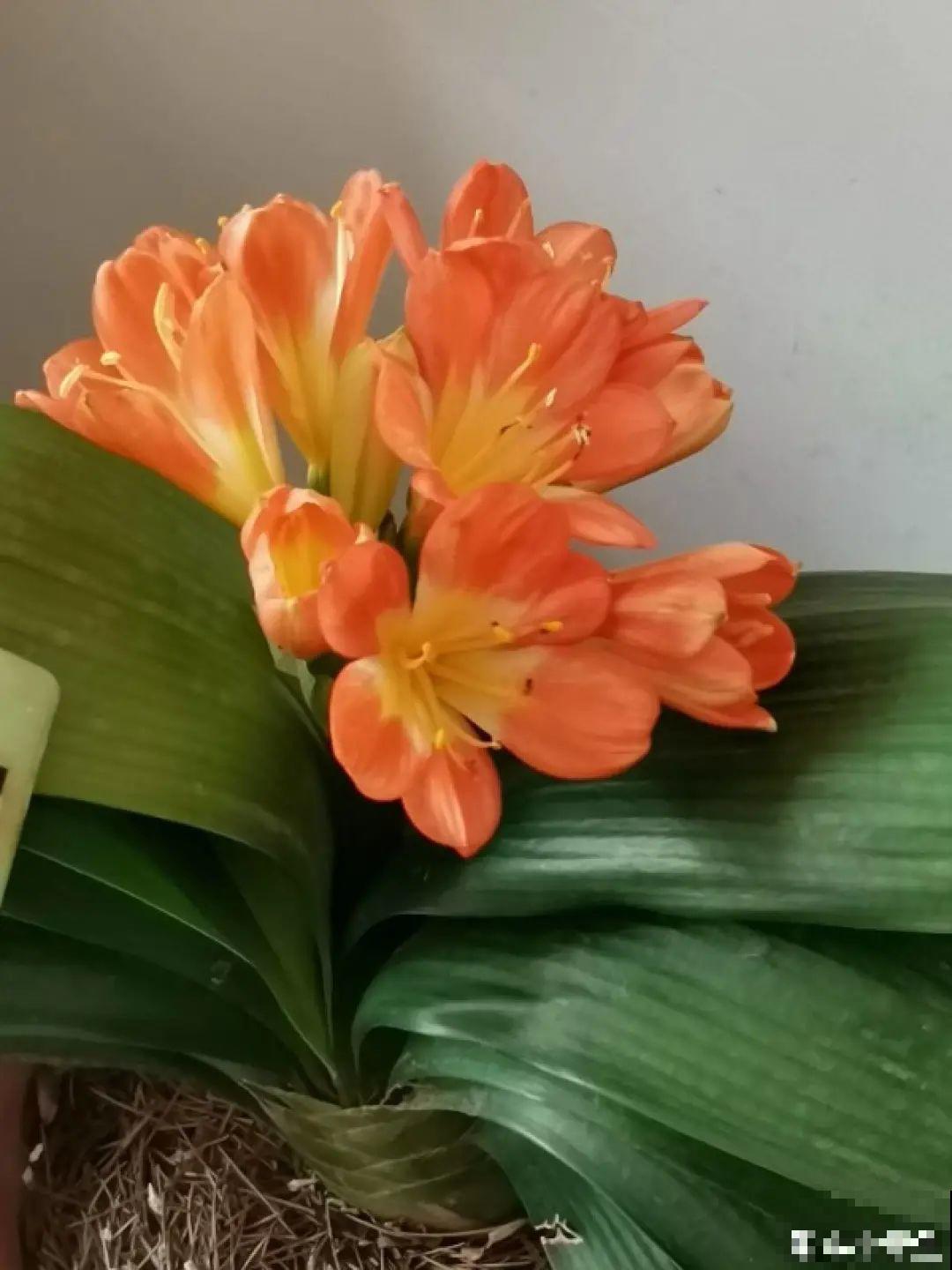 南方花友请注意，这几种花先别买，买回家就挂！