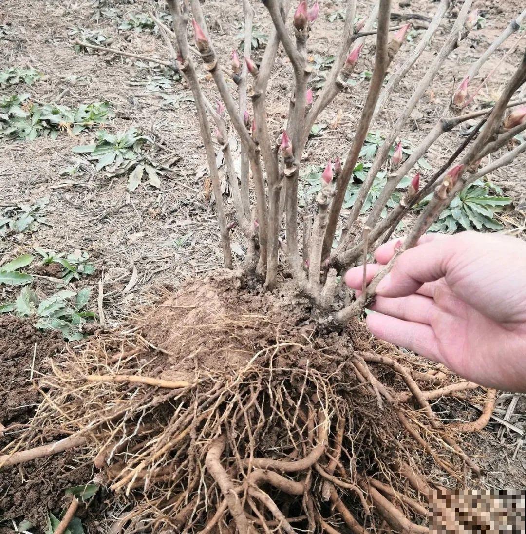 20种花特耐寒，放外面冻一冻，开花更多