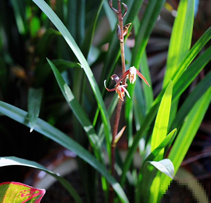 墨兰不好养,掌握5个小窍门,叶茂花繁! 墨兰不好养,掌握5个小窍门,叶茂花繁!