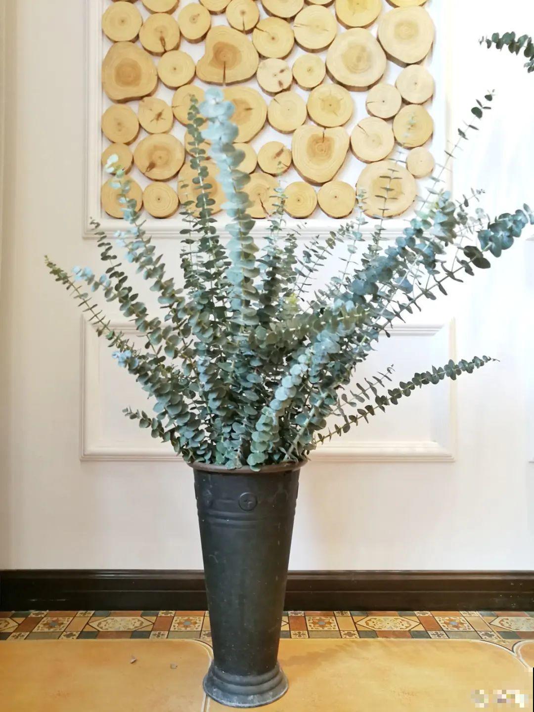 15种镇宅花，家里摆一盆，镇宅旺运超霸气！