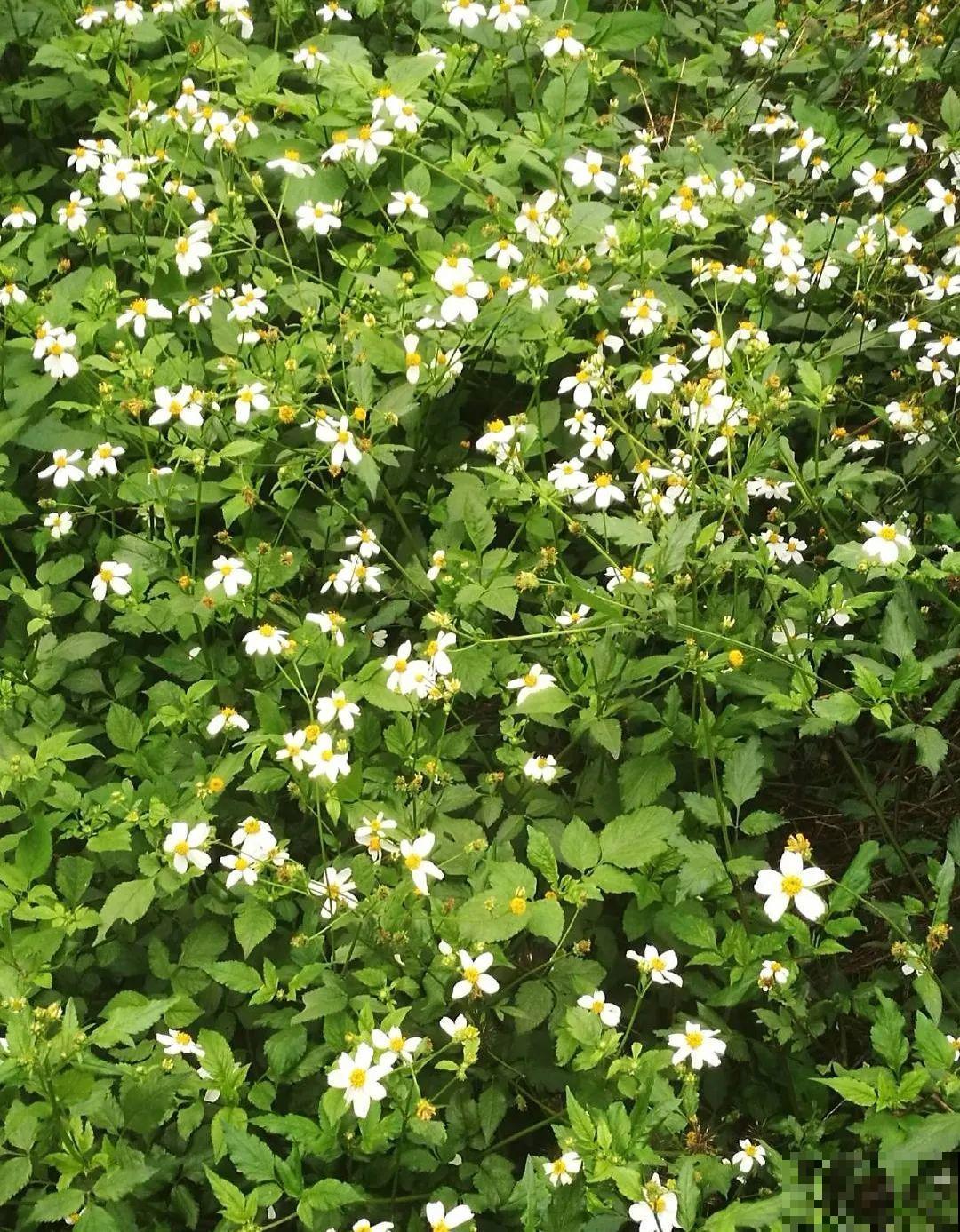 救命！入侵植物爬进院子，三年都杀不完！