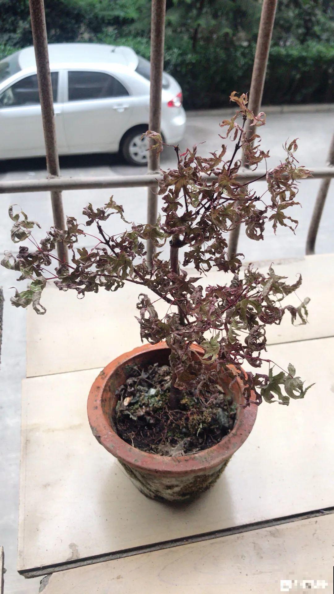 南方花友请注意，这几种花先别买，买回家就挂！