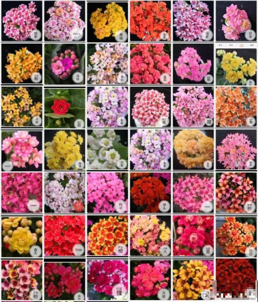 超能生的花，养1盆等于养10盆，谁要谁拿走！
