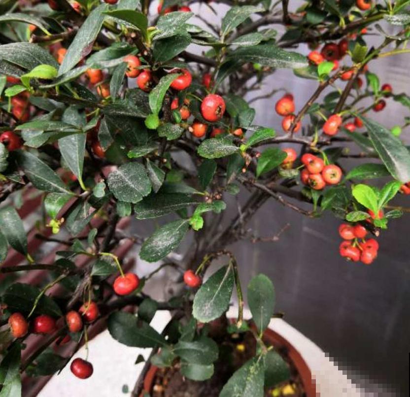 火棘盆景好制作，剪根枝条就能行，零成本，高回报！