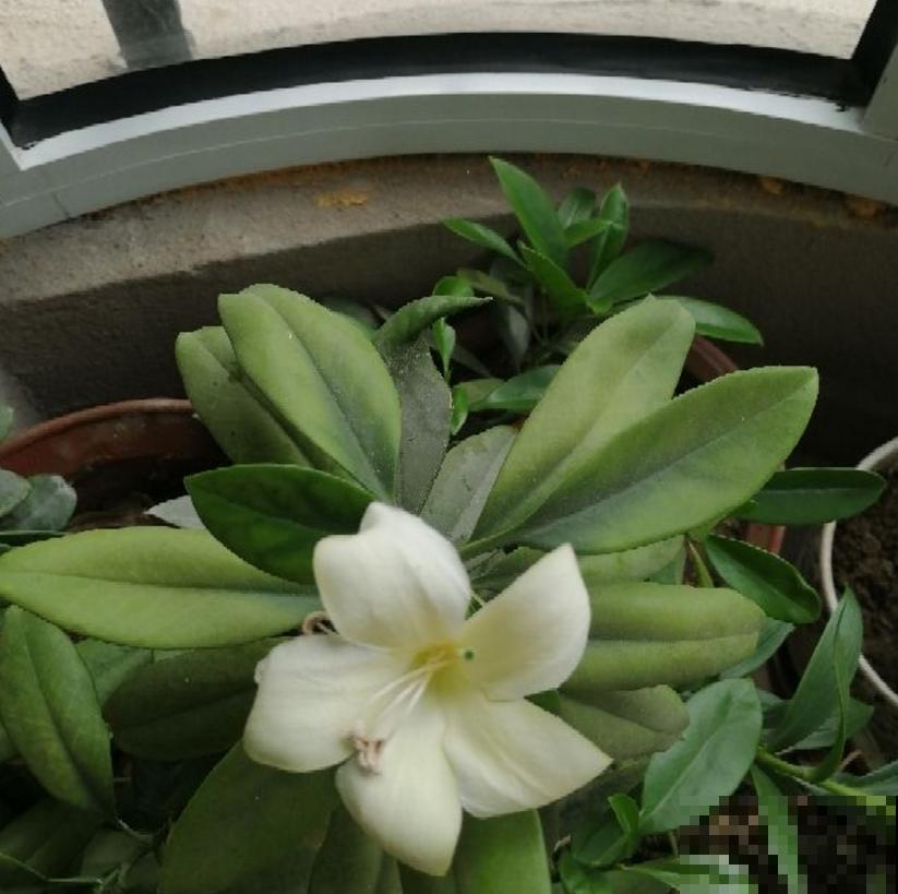 3种植物放在儿童房，净化空气，开发智力，优点特别多！