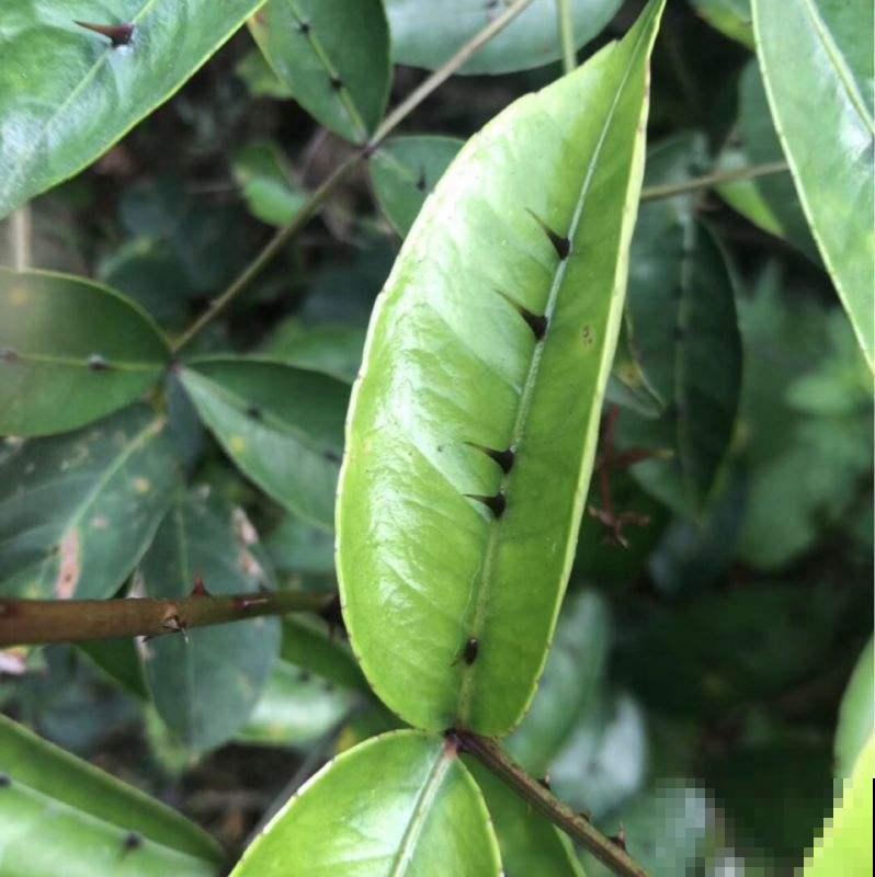 中草药两面针,药用价值极高,常常被看成野草! 中草药两面针,药用价值极高,常常被看成野草!