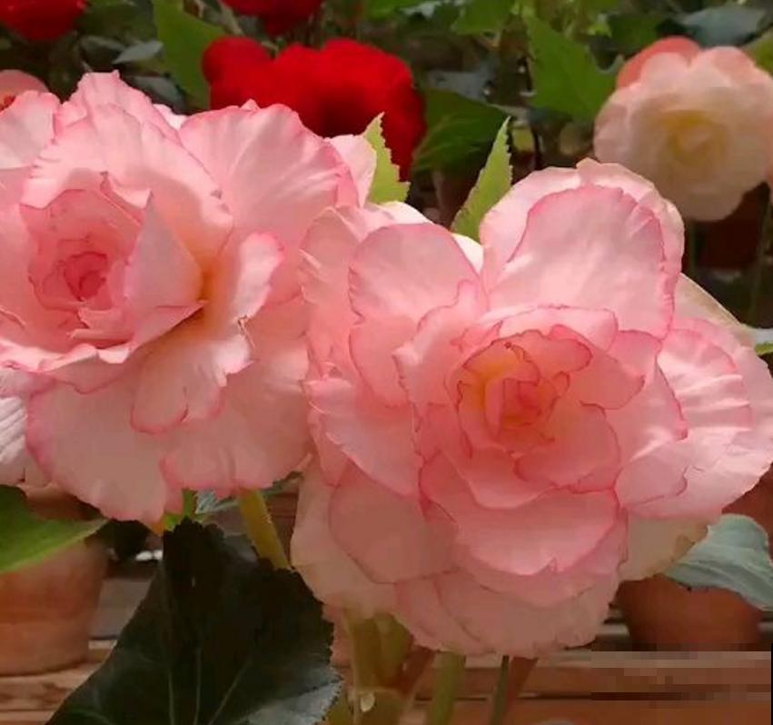 喜欢大花朵,就养球根海棠,海棠里面称“霸王”! 喜欢大花朵,就养球根海棠,海棠里面称“霸王”!