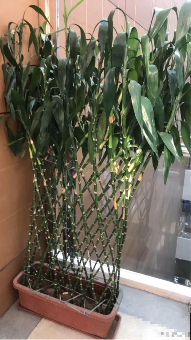 朋友送的富贵竹，长了快3米高，家里快放不下了