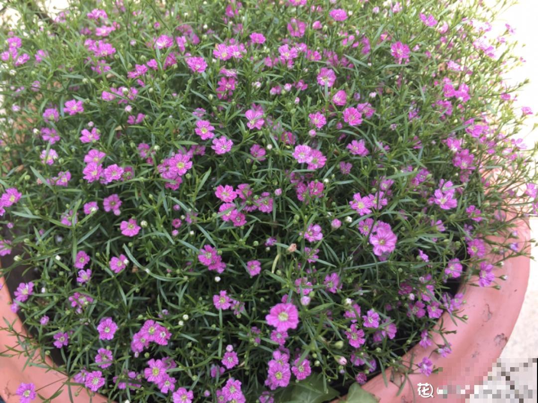 特欠剪的花,越剪越好看,花开不断! 特欠剪的花,越剪越好看,花开不断!