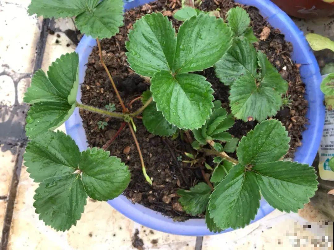 冬天养盆草莓，一盆能结不少果子，全家都够吃