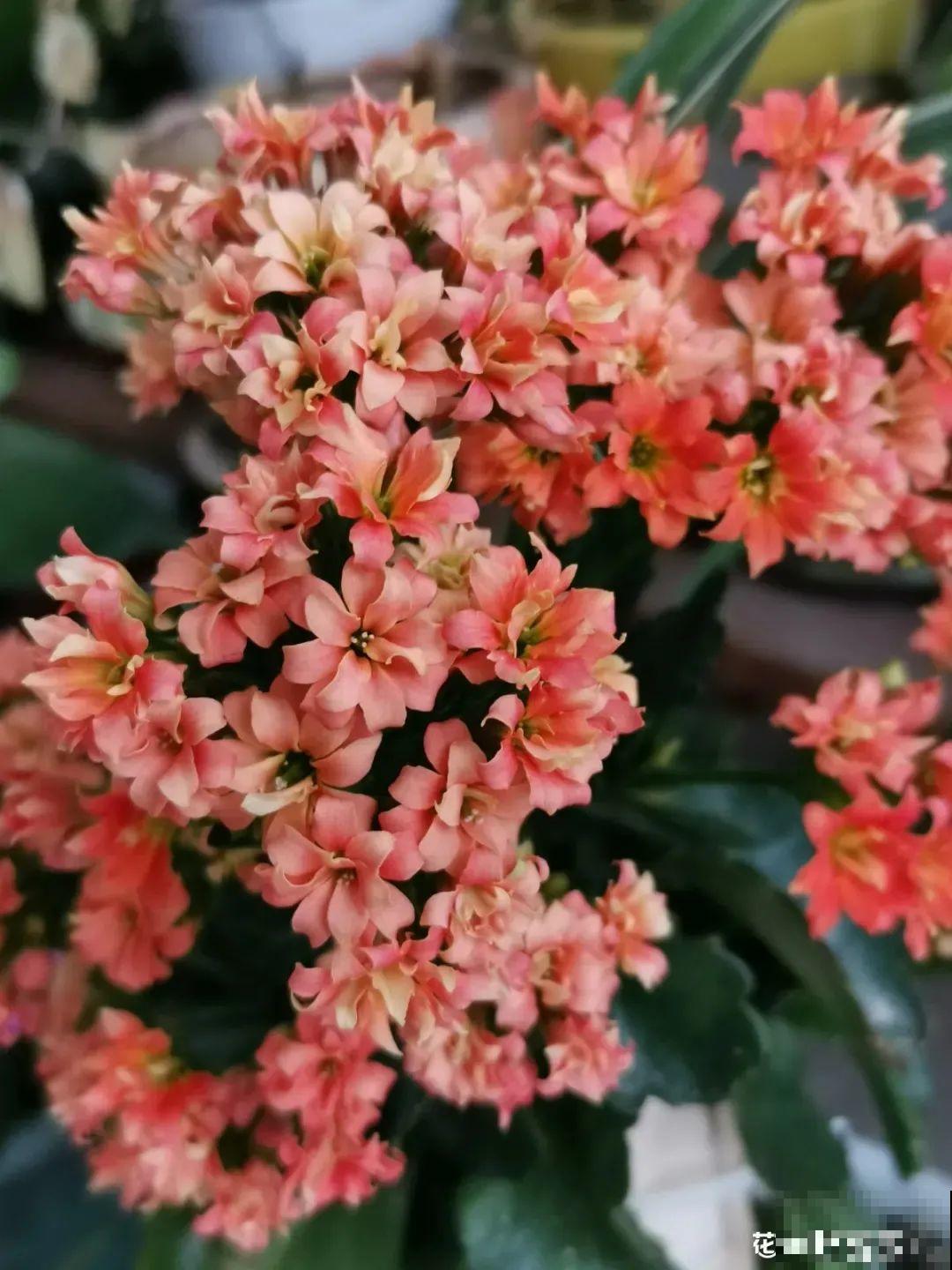 秋天不养长寿花,实在是太亏了,养10盆都不嫌多 秋天不养长寿花,实在是太亏了,养10盆都不嫌多