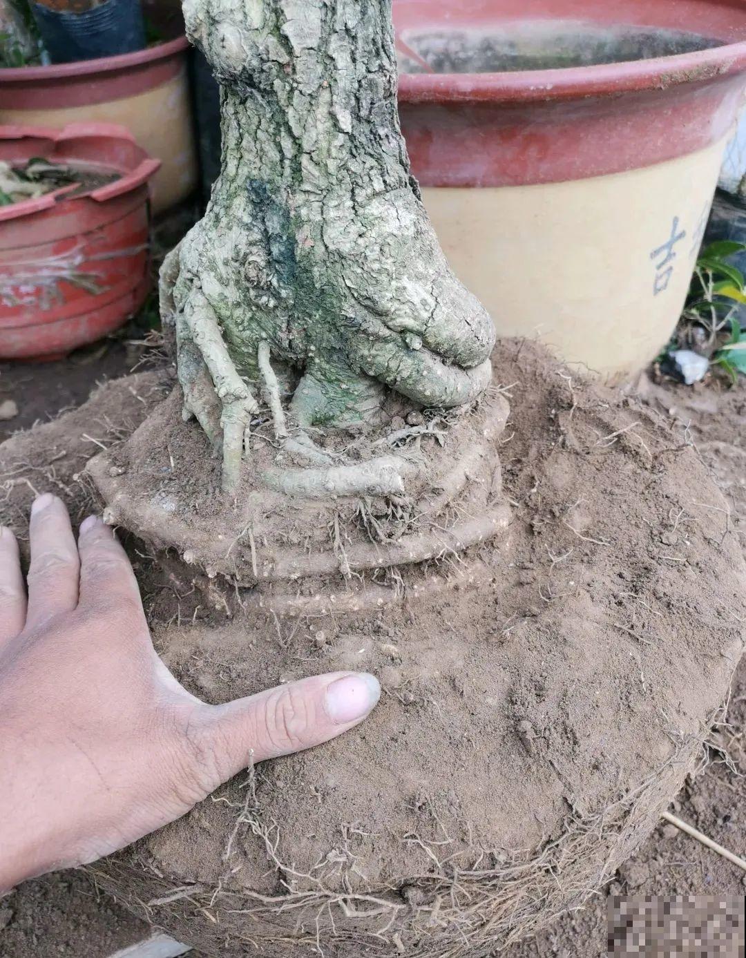 这种花就欠“拽”，没事拽拽根，变成老桩美到爆！