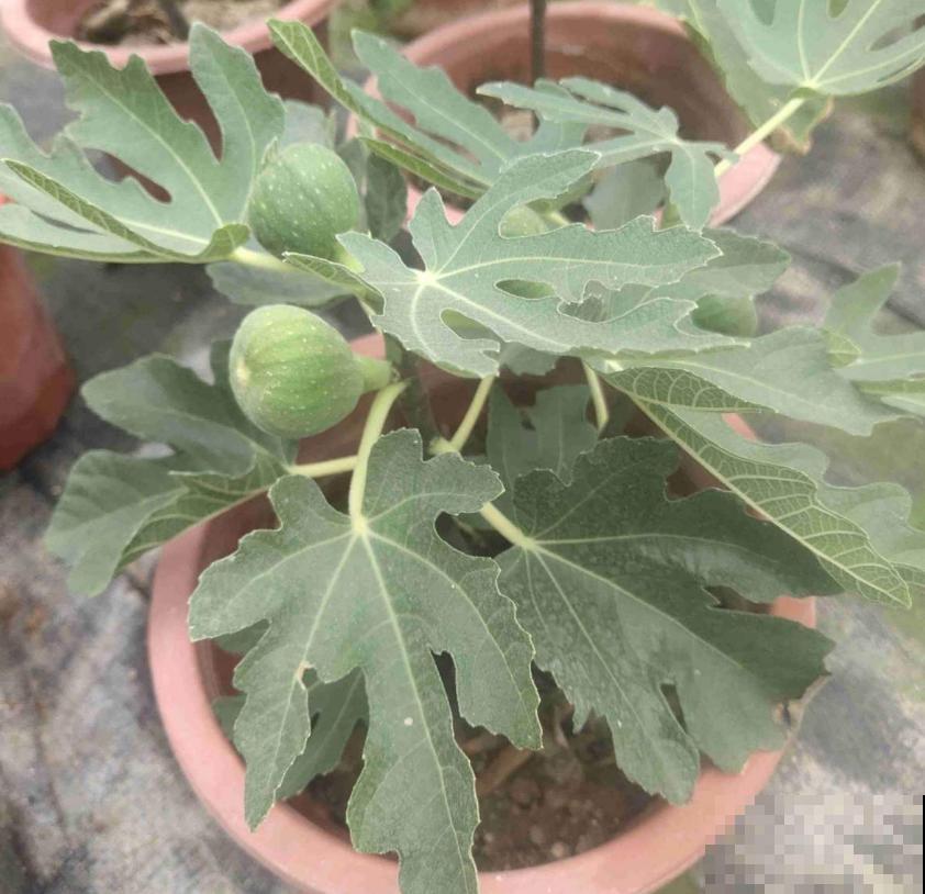 想吃无花果别着急,学会嫁接,一根枝条变一树果子! 想吃无花果别着急,学会嫁接,一根枝条变一树果子!