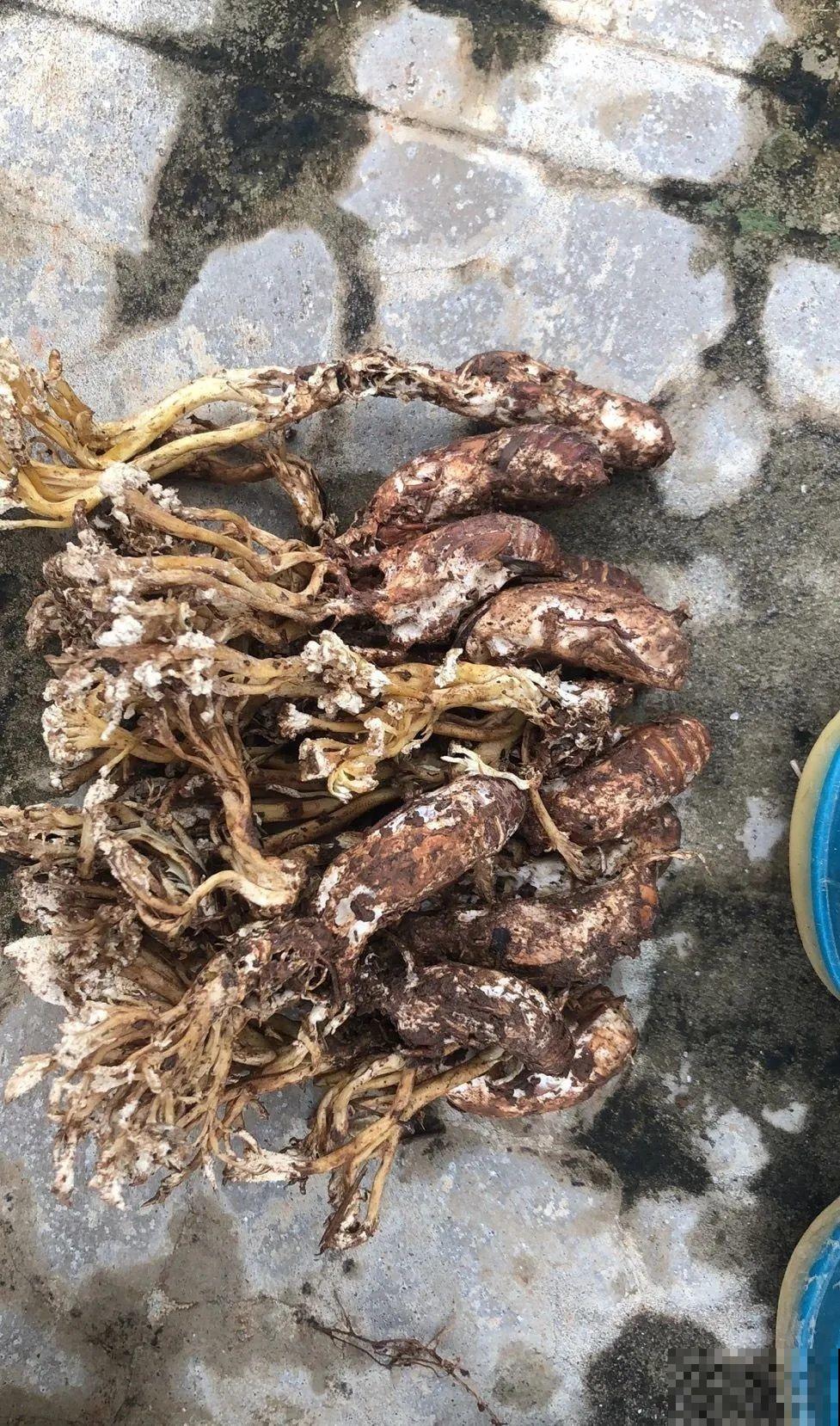 花盆里挖出一堆“蚕”，原来还能吃，味道清脆爽口
