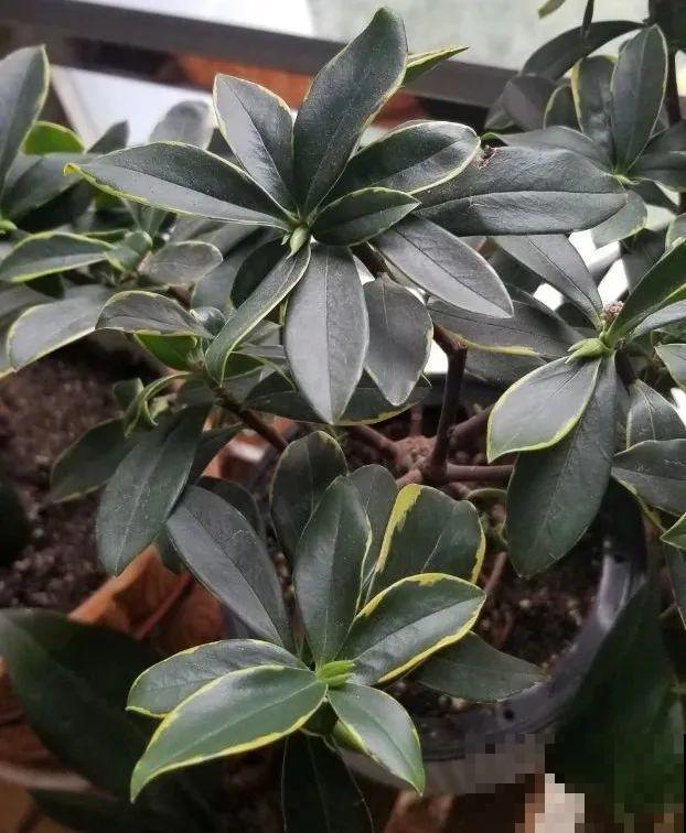 10月养花掐一掐,掐完就来花,盆都塞不下! 10月养花掐一掐,掐完就来花,盆都塞不下!