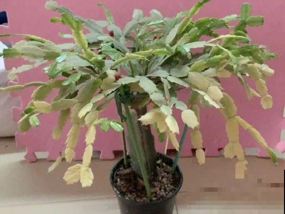 特欠剪的花，越剪越好看，花开不断！