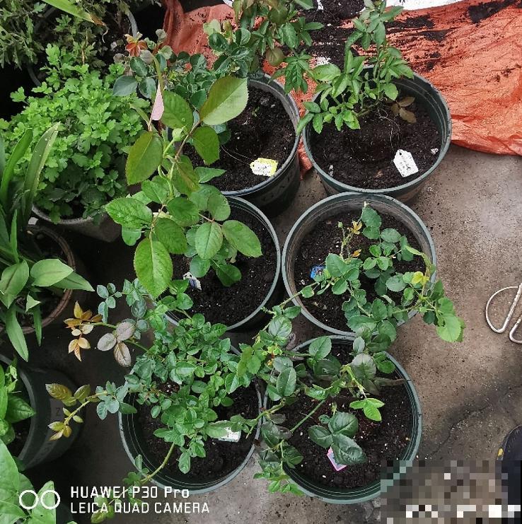 月季开花多与少,全看秋冬会不会养,2个工作要做好! 月季开花多与少,全看秋冬会不会养,2个工作要做好!