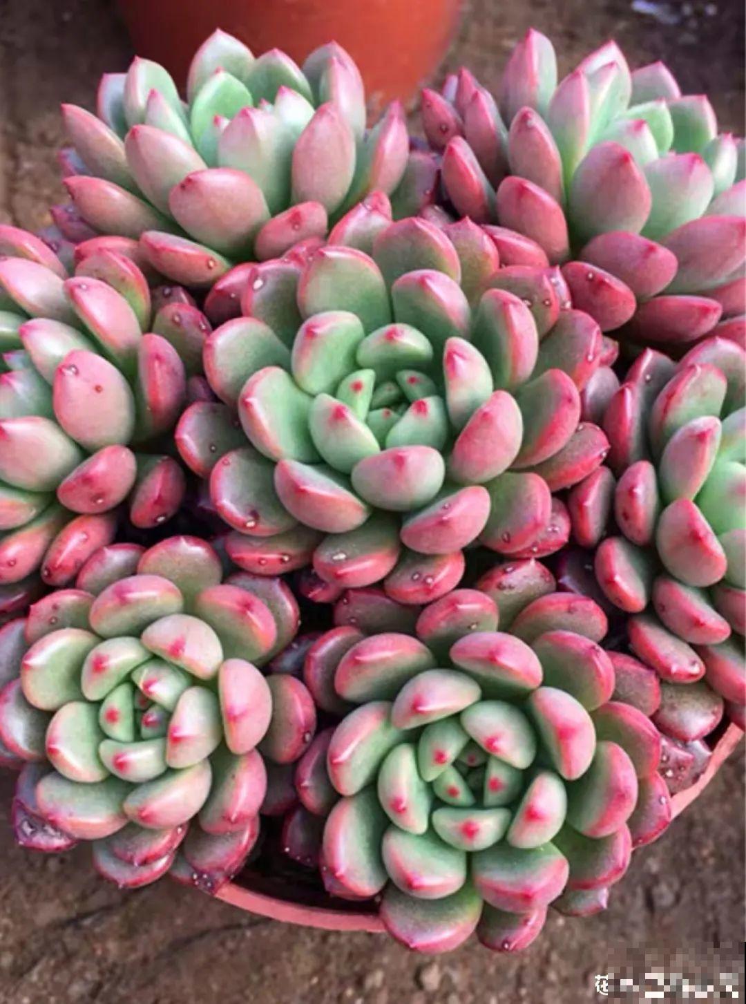 秋天开始降温了,9种花放外面冻一冻,开出饱满大花球 秋天开始降温了,9种花放外面冻一冻,开出饱满大花球