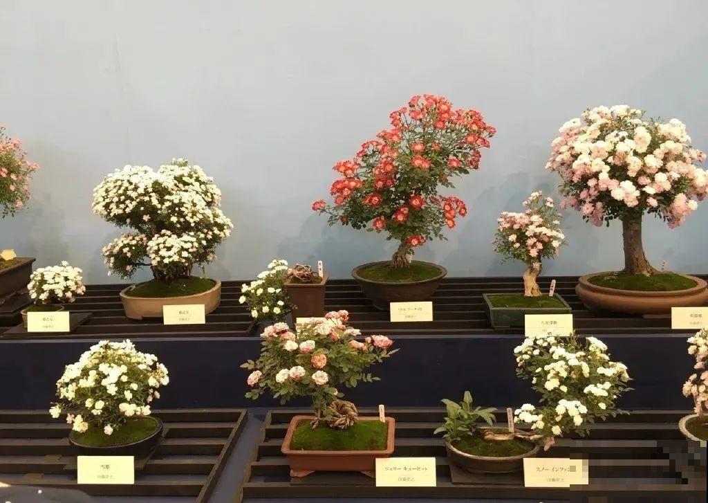 这种花就欠“拽”，没事拽拽根，变成老桩美到爆！