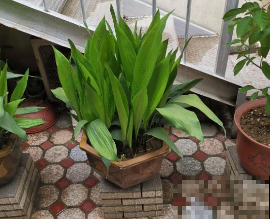 胜过绿萝的花卉，长这个样子，看过就爱上！