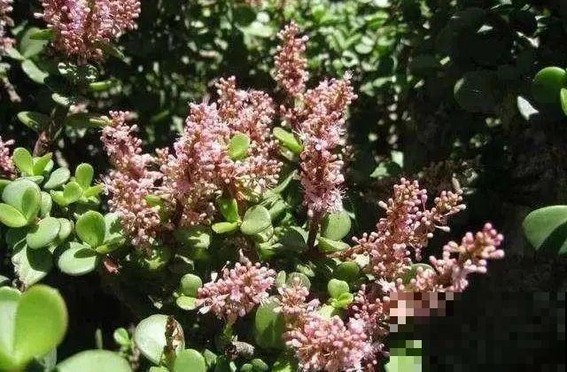 金枝玉叶开花了,特罕见,比雅乐之舞还美! 金枝玉叶开花了,特罕见,比雅乐之舞还美!