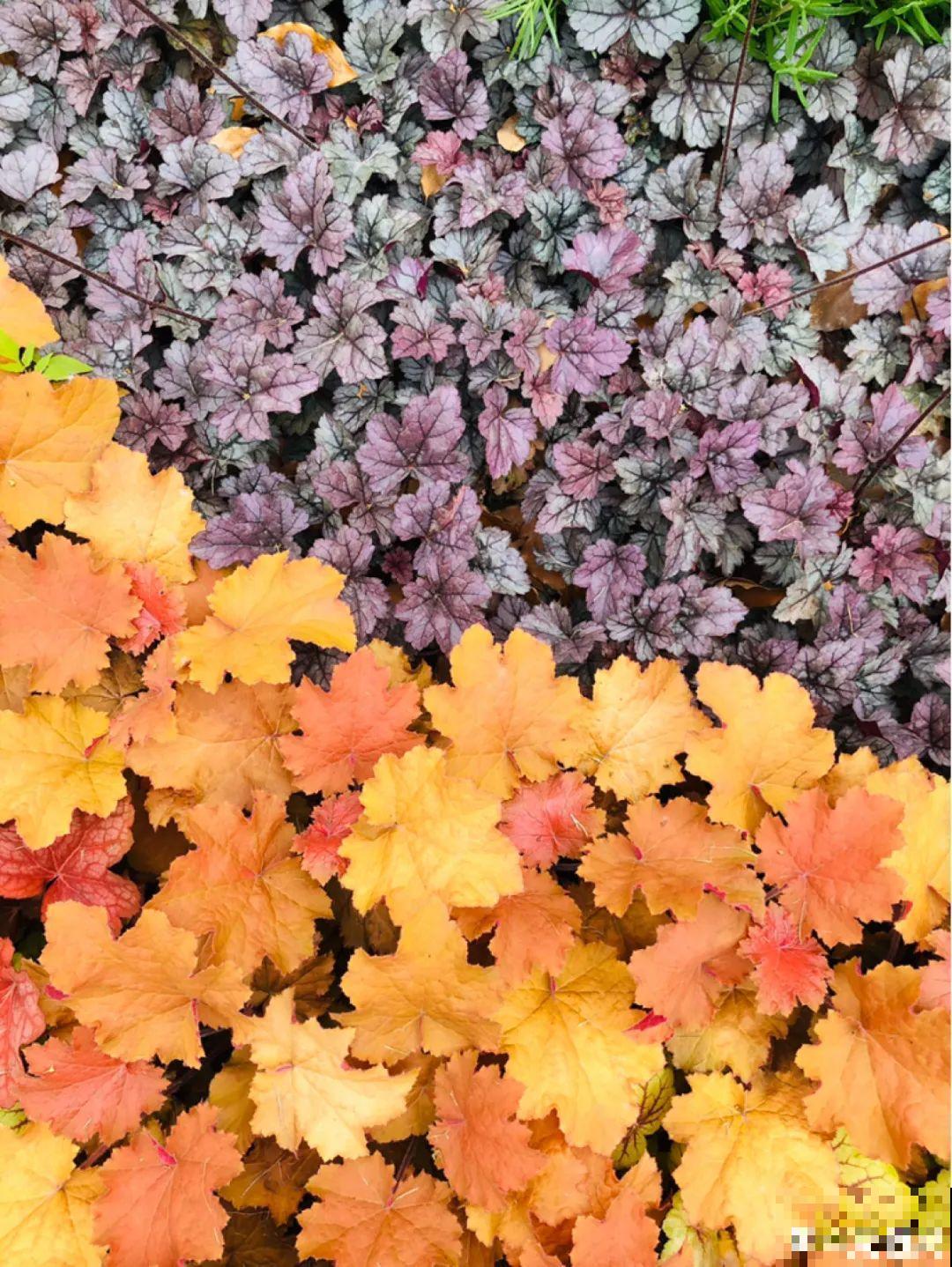 十一赏花图谱，看了啥花都认识，不用问别人！