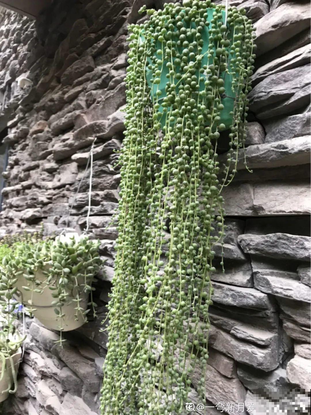 挂起来就能养的花,开花多不占地儿,家里能养100盆! 挂起来就能养的花,开花多不占地儿,家里能养100盆!