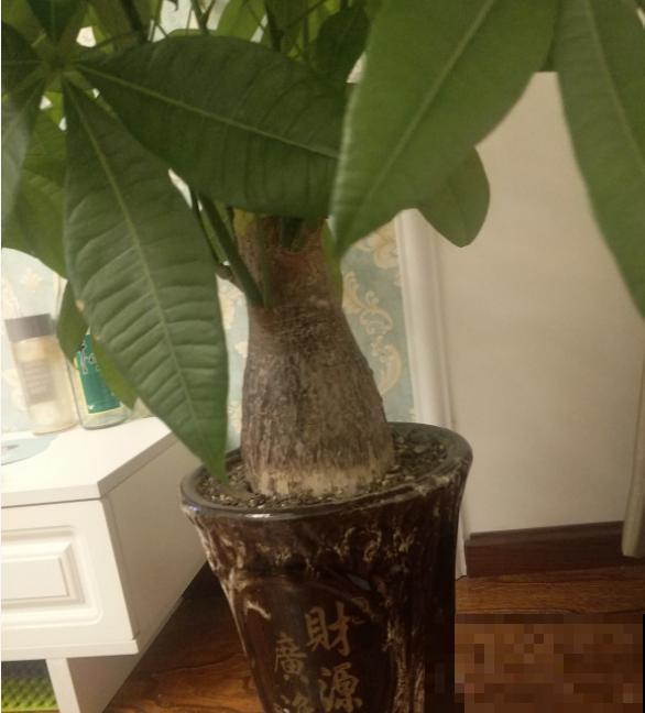 叶子发黄不用愁，这么做就能改善，越长越漂亮！