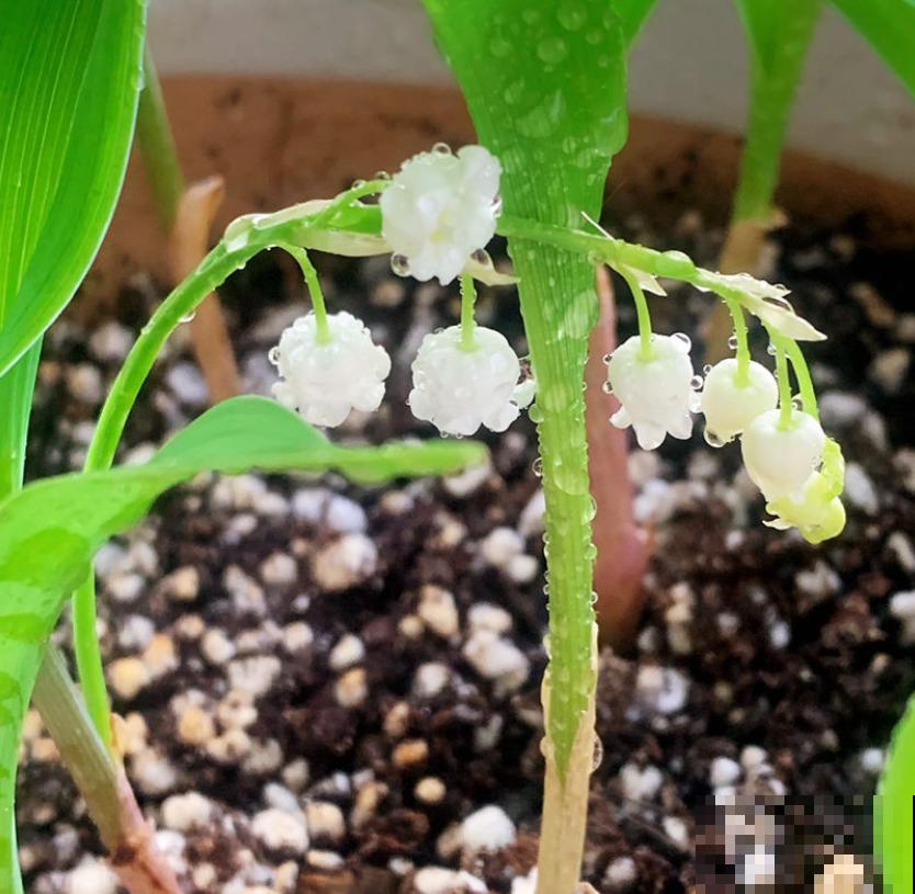 冬天家里种铃兰,抑菌效果好,感冒不怕“串窝子”! 冬天家里种铃兰,抑菌效果好,感冒不怕“串窝子”!