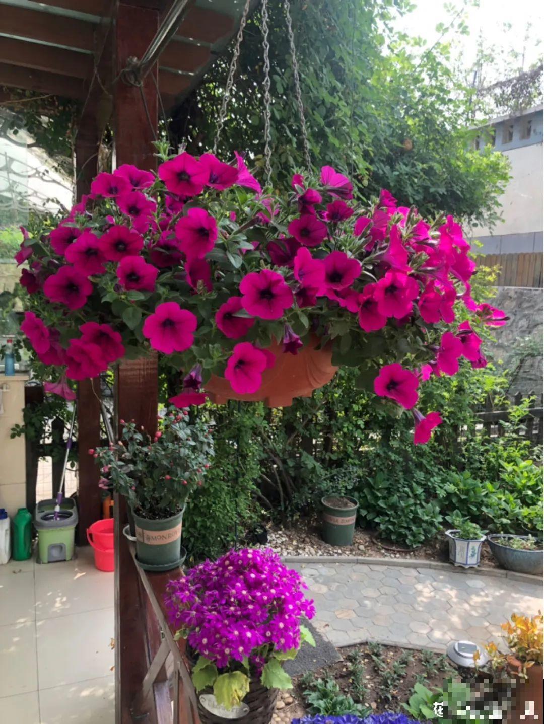 挂起来就能养的花,开花多不占地儿,家里能养100盆! 挂起来就能养的花,开花多不占地儿,家里能养100盆!