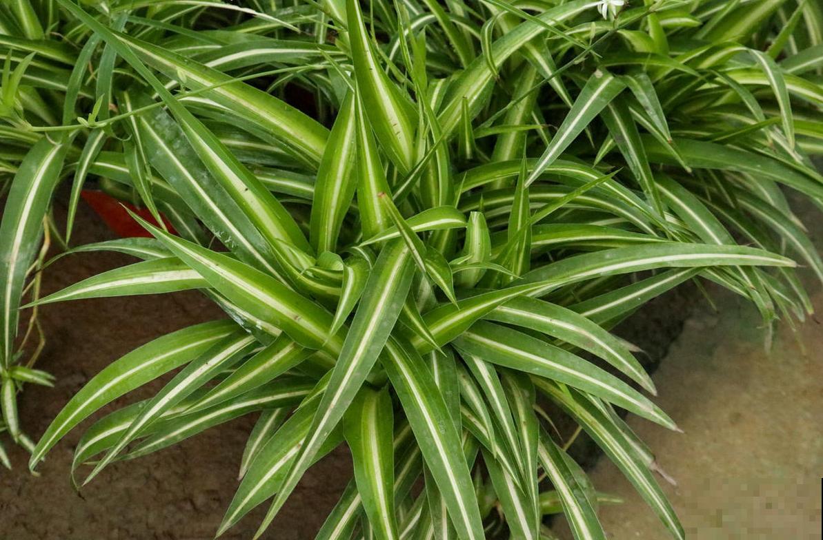 适合吊着养的5种花，专门解决空间不够，好看又省地方