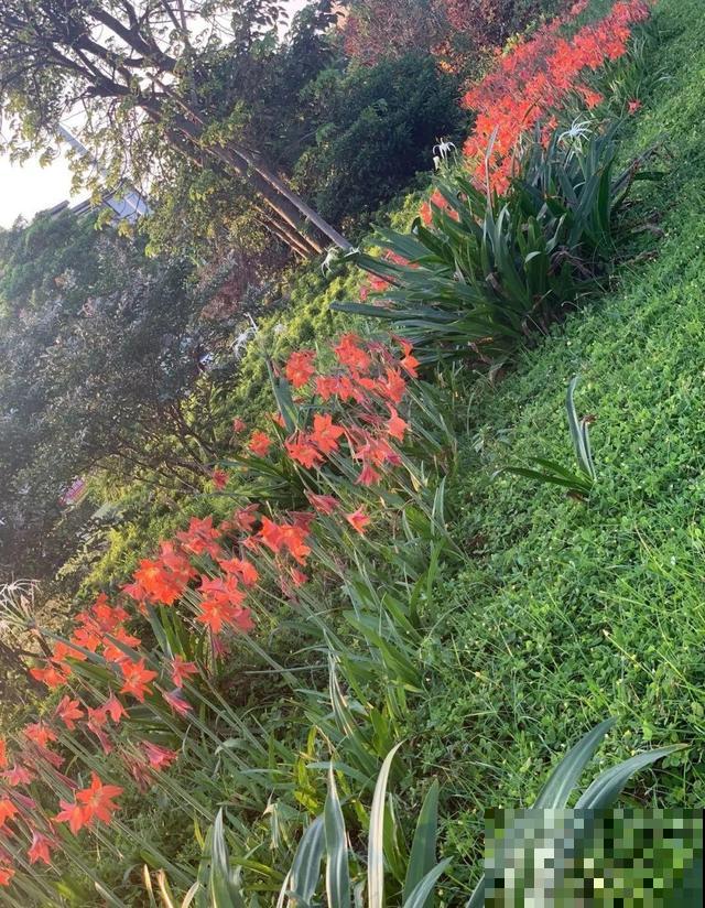 朱顶红放家里总是养不好，丢路边反而疯长一大片，扎心！