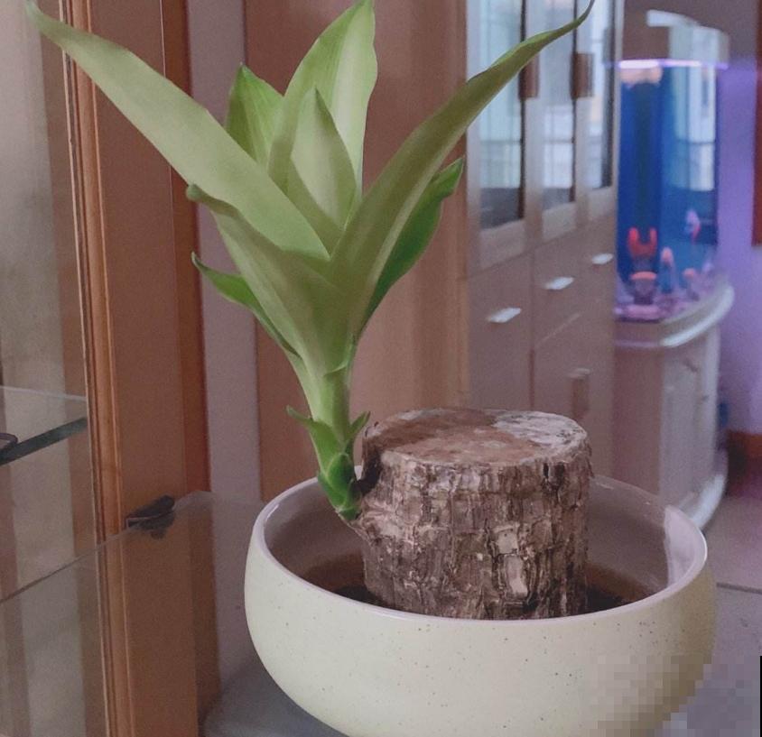 格鲁特小木桩太火，小木桩泡水里，嗖嗖冒出绿叶子！