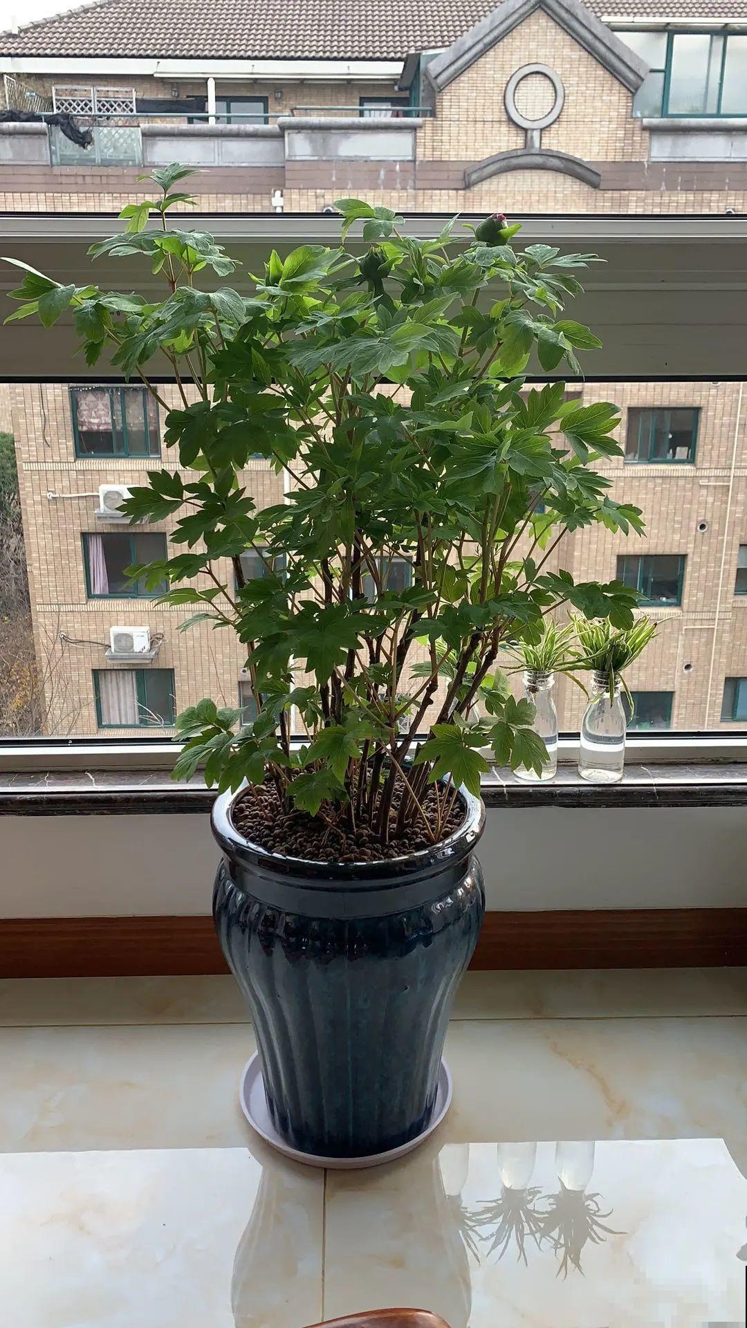 南方花友请注意，这几种花先别买，买回家就挂！