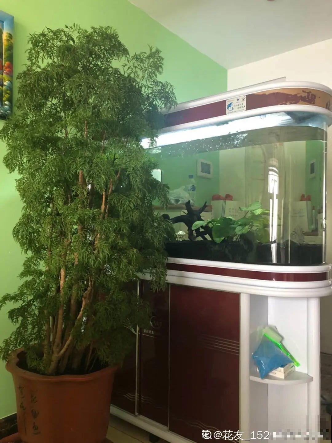 15种镇宅花，家里摆一盆，镇宅旺运超霸气！