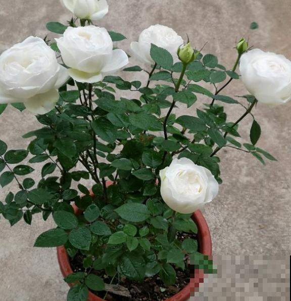 月季招红蜘蛛别怕，这样防治，很快就恢复