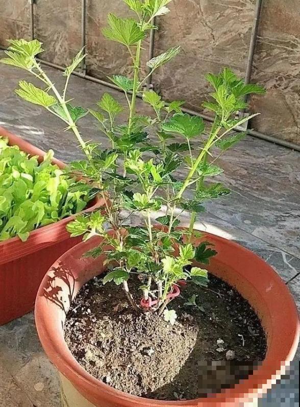 酸甜可口的灯笼果，市场价20一斤，在家种不花1分钱！
