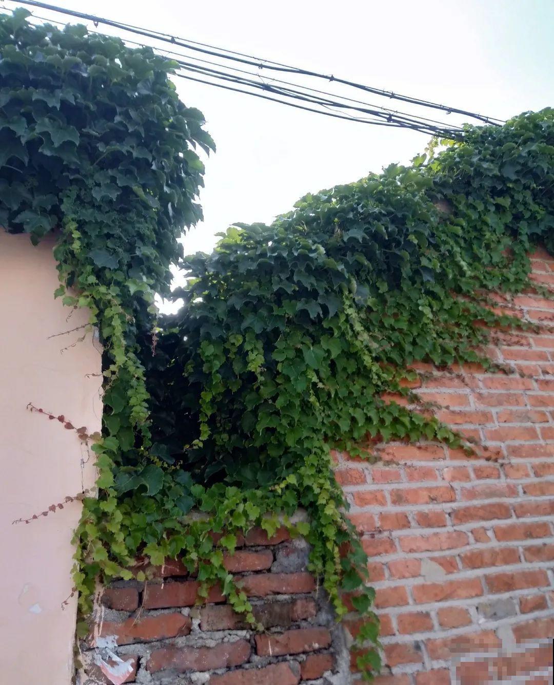 爬山虎不能随便养,爬满墙后特潮湿,还可能破坏墙体! 爬山虎不能随便养,爬满墙后特潮湿,还可能破坏墙体!